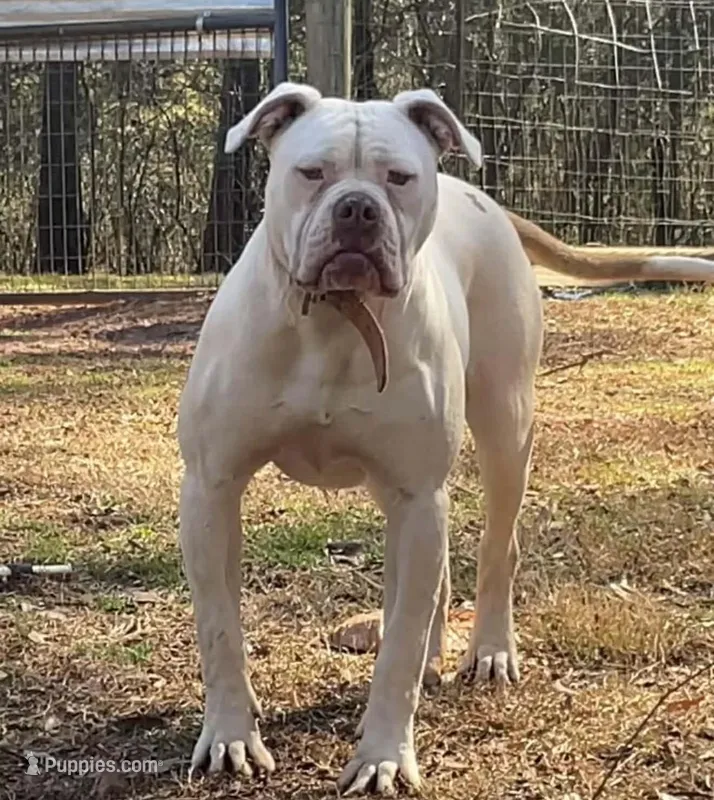 NEGOTIABLE: YARD STARTER. PROTECTION TRAINED. – American Bulldog puppy for sale in Covington, GA