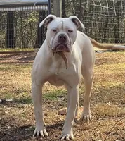 NEGOTIABLE: YARD STARTER. PROTECTION TRAINED., a female American Bulldog for sale in Covington, GA – Photo 1 of 4