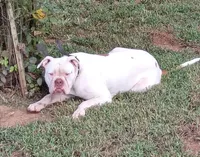 NEGOTIABLE: YARD STARTER. PROTECTION TRAINED., a female American Bulldog for sale in Covington, GA – Photo 4 of 4
