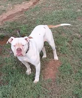 NEGOTIABLE: YARD STARTER. PROTECTION TRAINED., a female American Bulldog for sale in Covington, GA – Photo 3 of 4