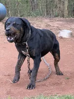 Mayday OR BEST OFFER, a male Cane Corso for sale in Covington, GA – Photo 5 of 5