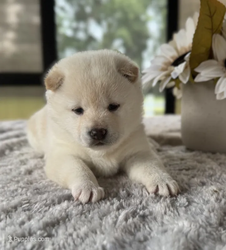 Jada – Shiba Inu puppy for sale in Sioux Falls, SD