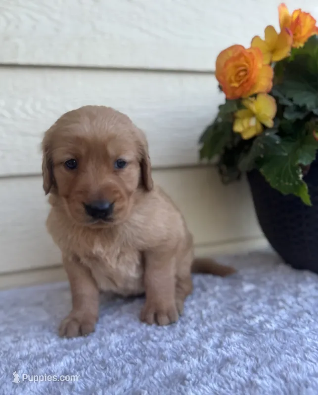 Joy – Golden Retriever puppy for sale in Sioux Falls, SD