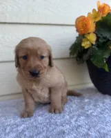 Joy, a female Golden Retriever for sale in Sioux Falls, SD – 1 of 6