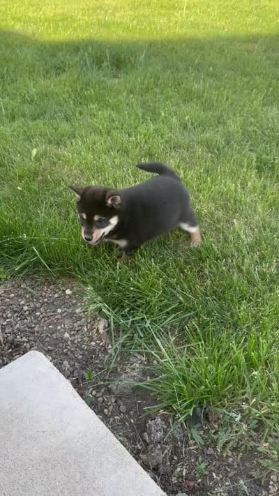 Cooky, a female Shiba Inu for sale in Sioux Falls, SD – 6 of 6