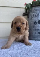 Jack, a male Golden Retriever for sale in Sioux Falls, SD – 2 of 6