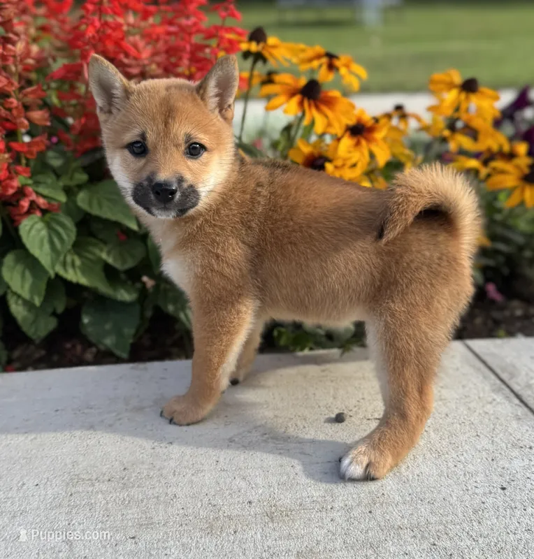 Diana – Shiba Inu puppy for sale in Sioux Falls, SD
