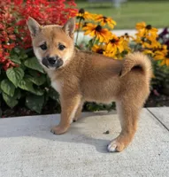 Diana, a female Shiba Inu for sale in Sioux Falls, SD – 1 of 5