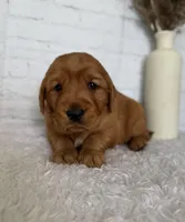 Sadie, a female Golden Retriever for sale in Sioux Falls, SD – Photo 2 of 4