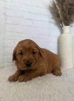 Sadie, a female Golden Retriever for sale in Sioux Falls, SD – Photo 4 of 4