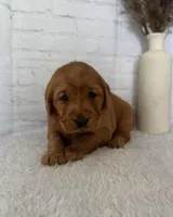 Sadie, a female Golden Retriever for sale in Sioux Falls, SD – Photo 3 of 4