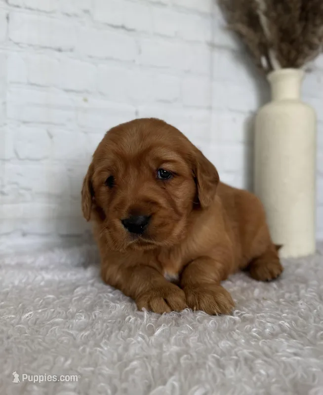 Sadie, a female Golden Retriever for sale in Sioux Falls, SD – Photo 1 of 4
