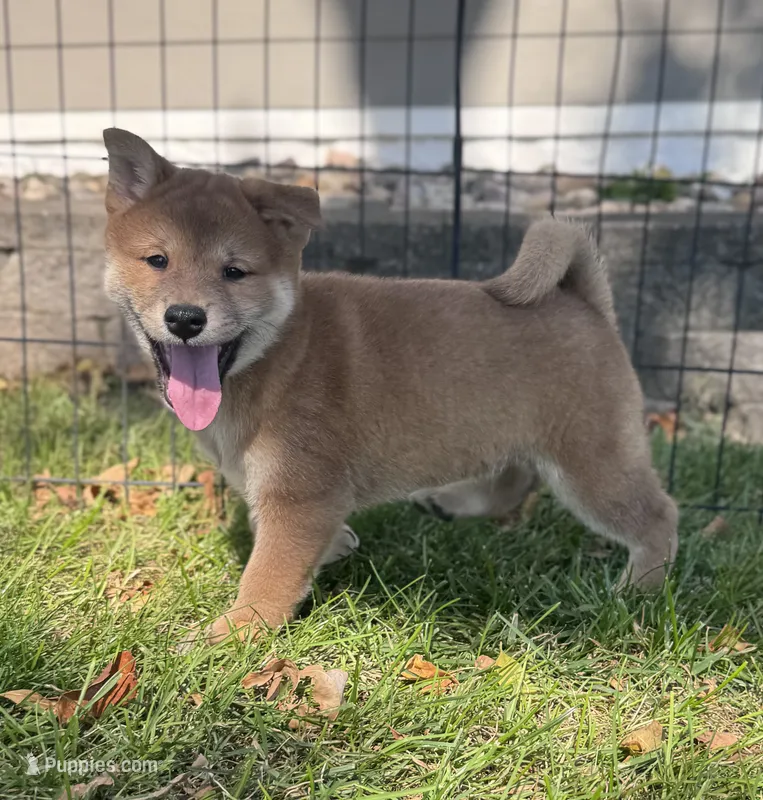 Gavin – Shiba Inu puppy for sale in Sioux Falls, SD
