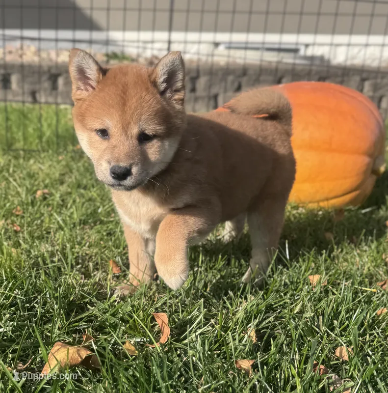 Norma – Shiba Inu puppy for sale in Sioux Falls, SD