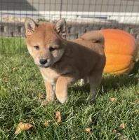 Norma, a female Shiba Inu for sale in Sioux Falls, SD – 1 of 3