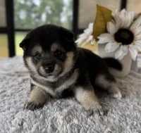Josie, a female Shiba Inu for sale in Sioux Falls, SD – 3 of 3