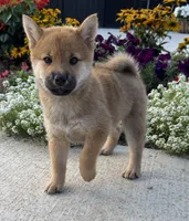 Doria, a female Shiba Inu for sale in Sioux Falls, SD – 3 of 4