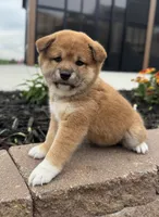 Velvet, a female Shiba Inu for sale in Sioux Falls, SD – 5 of 5