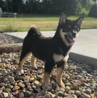 Candy, a female Shiba Inu for sale in Sioux Falls, SD – 4 of 6