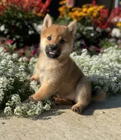 Doria, a female Shiba Inu for sale in Sioux Falls, SD – 2 of 4