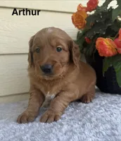 Arthur, a male Golden Retriever for sale in Sioux Falls, SD – 2 of 3
