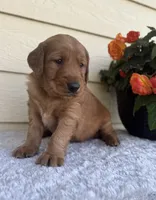 Asher, a male Golden Retriever for sale in Sioux Falls, SD – 3 of 4
