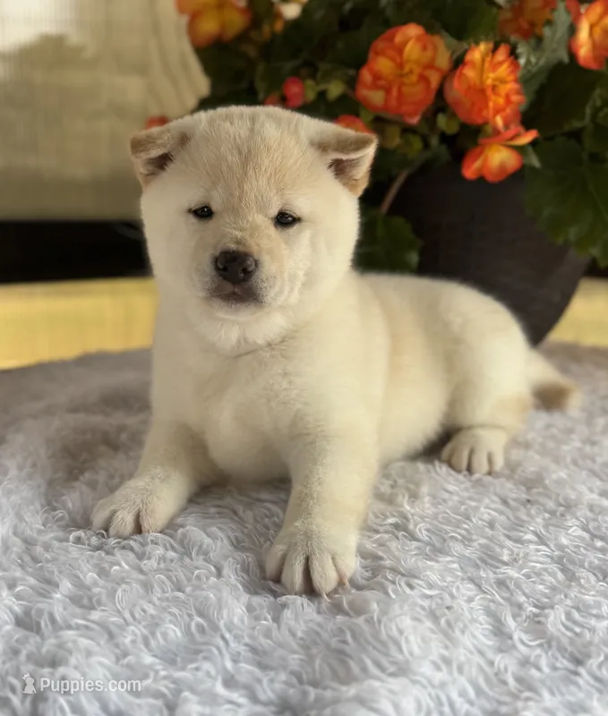 Jada – Shiba Inu puppy for sale in Sioux Falls, SD