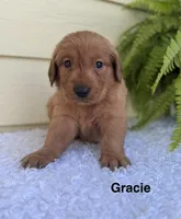 Gracie, a female Golden Retriever for sale in Sioux Falls, SD – 3 of 3