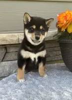 Cooky, a female Shiba Inu for sale in Sioux Falls, SD – 3 of 6