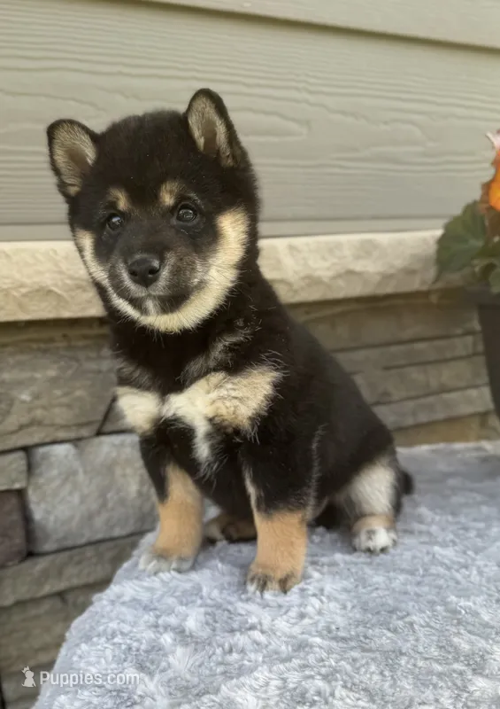 Candy – Shiba Inu puppy for sale in Sioux Falls, SD