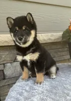 Candy, a female Shiba Inu for sale in Sioux Falls, SD – 1 of 5