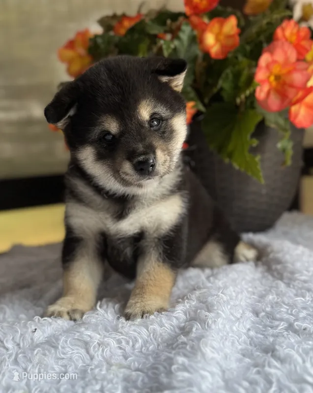 Jazzy – Shiba Inu puppy for sale in Sioux Falls, SD