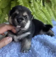Nate, a male Shiba Inu for sale in Sioux Falls, SD – 4 of 4