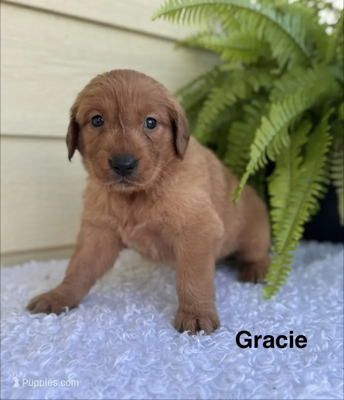 Gracie – Golden Retriever puppy for sale in Sioux Falls, SD