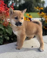 Diana, a female Shiba Inu for sale in Sioux Falls, SD – 4 of 5