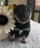 JJ, a male Shiba Inu for sale in Sioux Falls, SD – 3 of 4