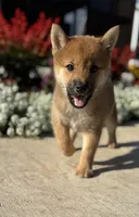 Doria, a female Shiba Inu for sale in Sioux Falls, SD – 4 of 4
