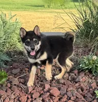 Cherry, a female Shiba Inu for sale in Sioux Falls, SD – 3 of 6