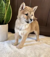 processed/b625482a-8490-45a1-b20a-6b9b12032185/listing/18efa365-686c-42c7-93fb-294bad2fc76e/1d6e3bf7-59f1-400f-acb7-3fe5024b596f