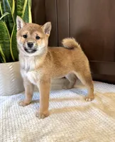 processed/b625482a-8490-45a1-b20a-6b9b12032185/listing/18efa365-686c-42c7-93fb-294bad2fc76e/754e1907-d7f7-493d-80b1-b24310a37ce9