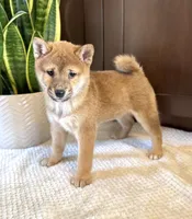 processed/b625482a-8490-45a1-b20a-6b9b12032185/listing/18efa365-686c-42c7-93fb-294bad2fc76e/9410255d-98ee-47a3-89cb-aad93960cd4d