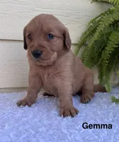 Gemma, a female Golden Retriever for sale in Sioux Falls, SD – 2 of 3