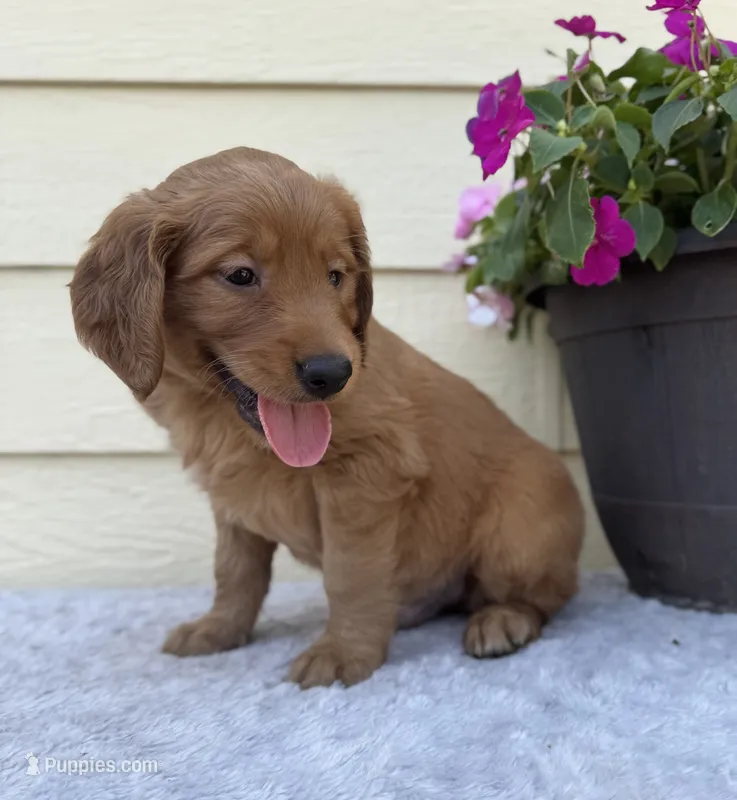 Ace – Golden Retriever puppy for sale in Sioux Falls, SD