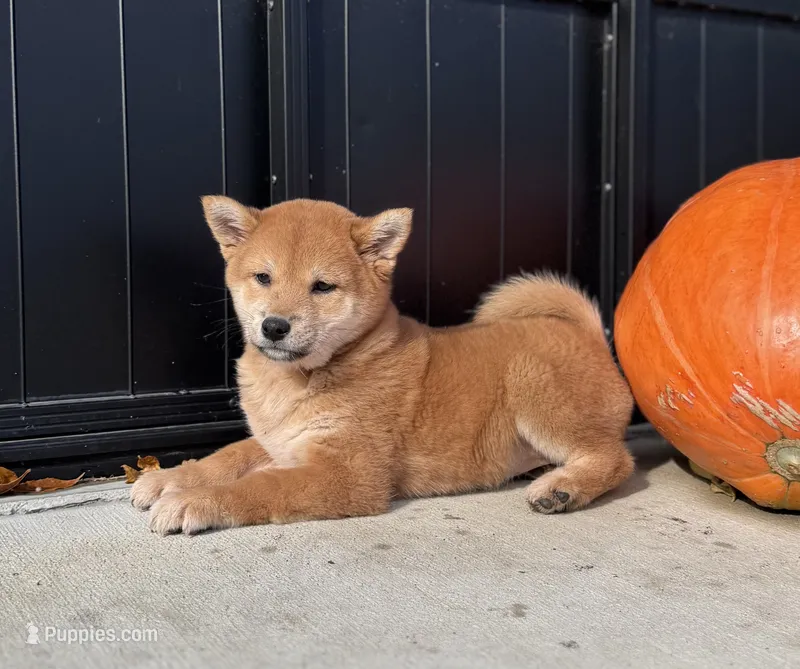 Norma – Shiba Inu puppy for sale in Sioux Falls, SD