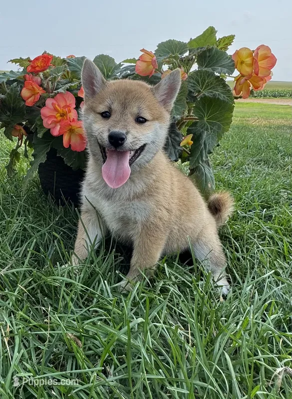 Dolly – Shiba Inu puppy for sale in Sioux Falls, SD