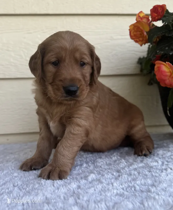 Asher – Golden Retriever puppy for sale in Sioux Falls, SD