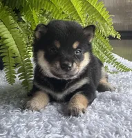 Jenny, a female Shiba Inu for sale in Sioux Falls, SD – 2 of 3
