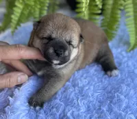Nessi, a female Shiba Inu for sale in Sioux Falls, SD – 4 of 4