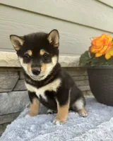 Cooky, a female Shiba Inu for sale in Sioux Falls, SD – 4 of 6
