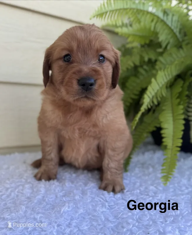 Georgia – Golden Retriever puppy for sale in Sioux Falls, SD